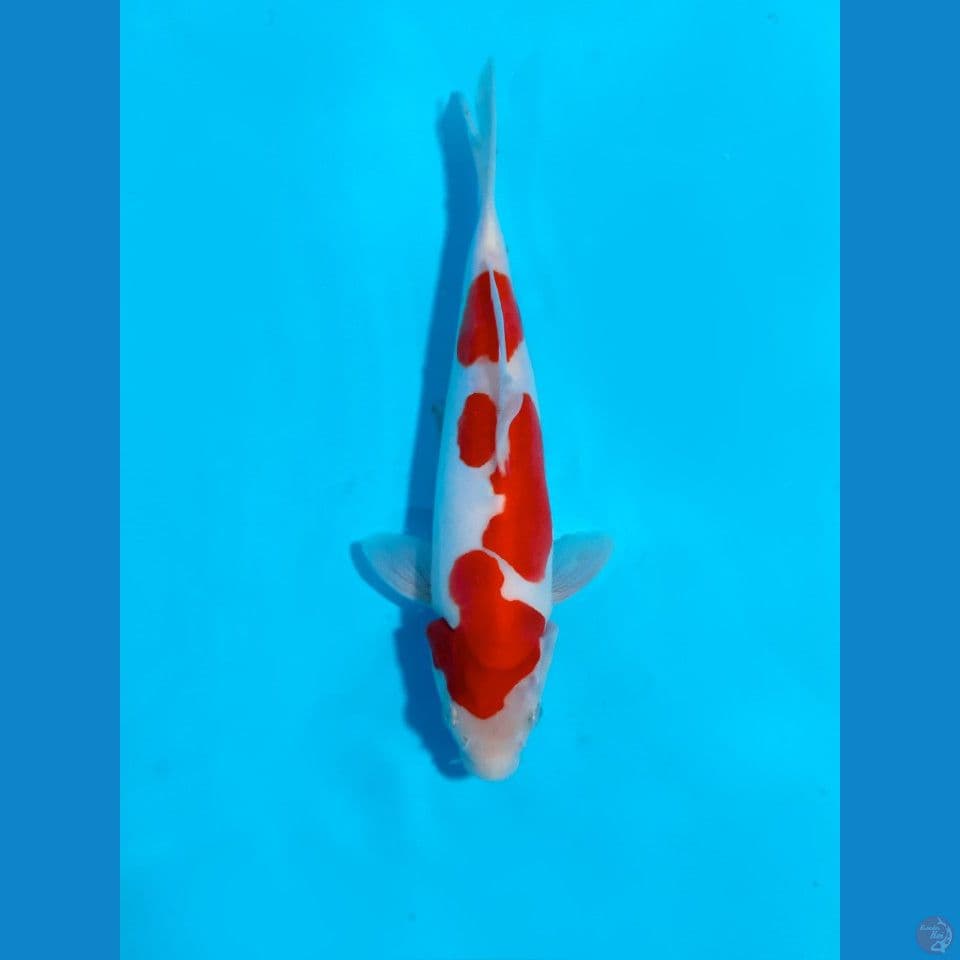 Kohaku doitsu HQ 22cm