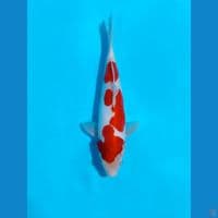 Kohaku doitsu HQ 22cm