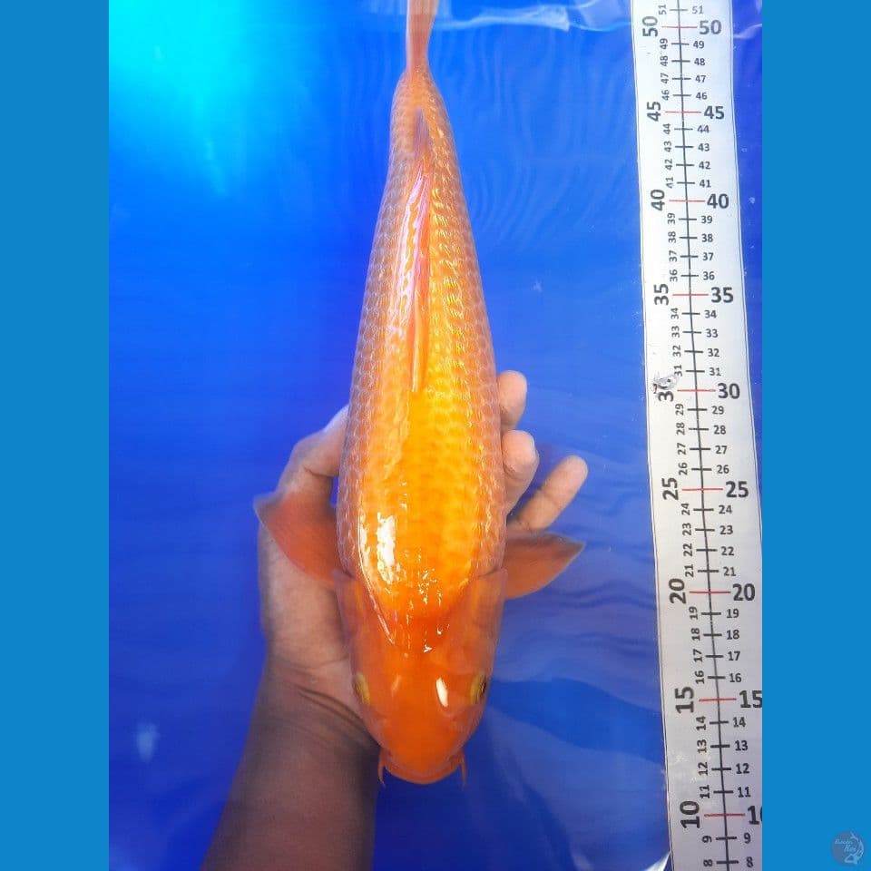35cm
