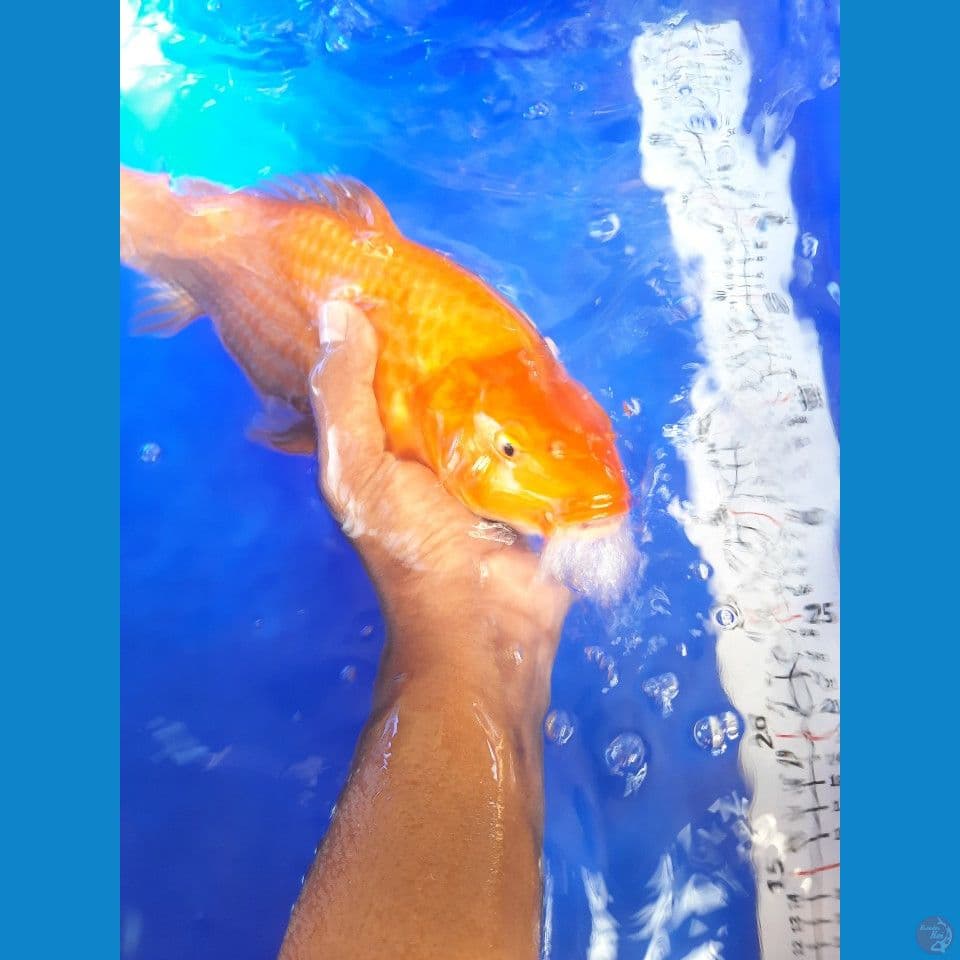 35cm