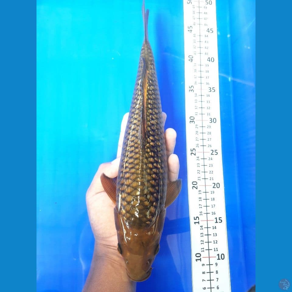 42cm