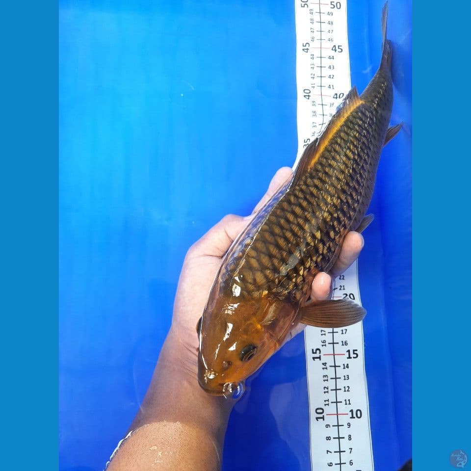 42cm