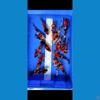 doitsu showa 16 ekor 17-24cm grade A 
