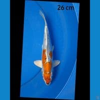 Kiko 26 cm
