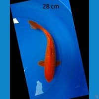 Red karashi ginrin 28 cm