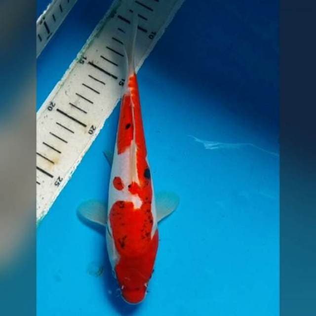 Doitsu 20 cm