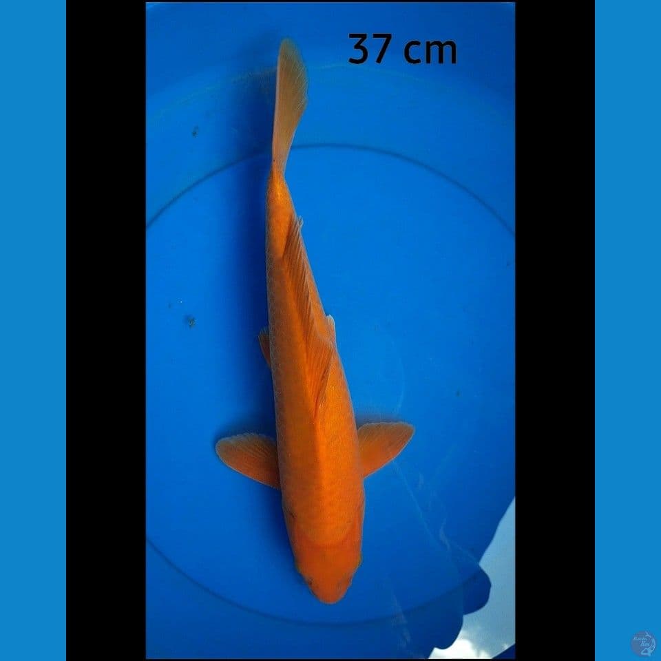 Karashi male 37 cm