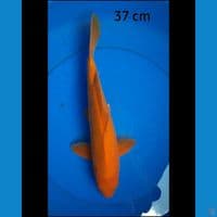 Karashi male 37 cm