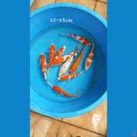 mix 20-25cm 10ekor