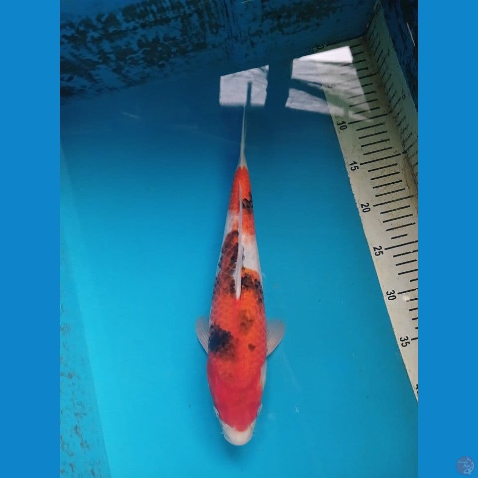 jumbo tategoi