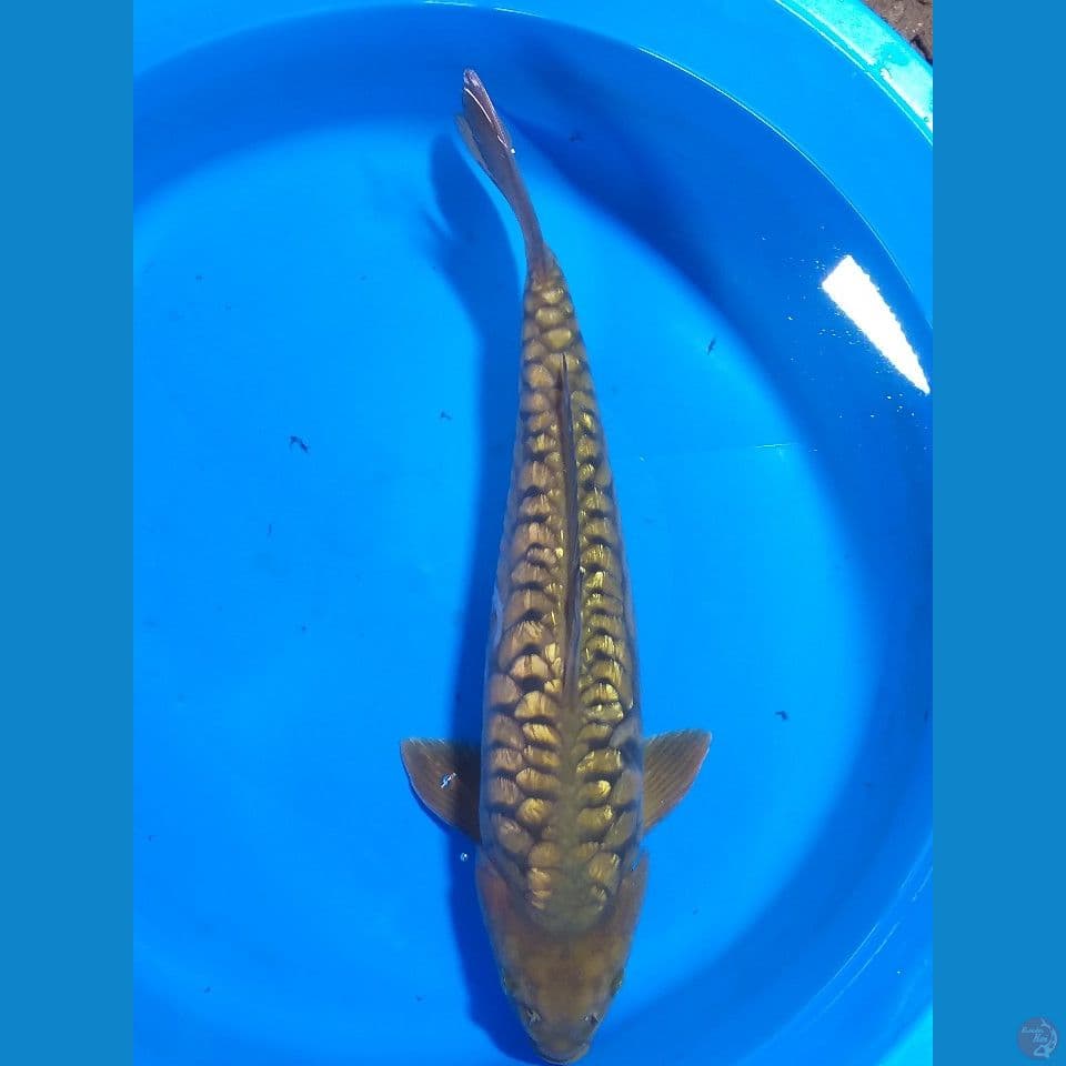 Aragoke Ginrin Midori 49cm/male