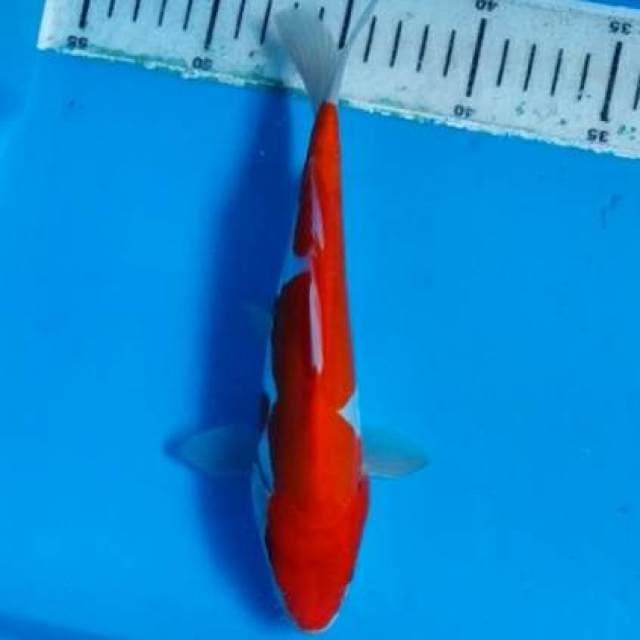 Kohaku 20 cm