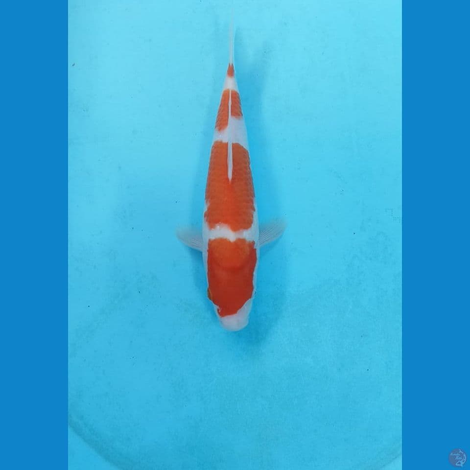 kohaku 24cm