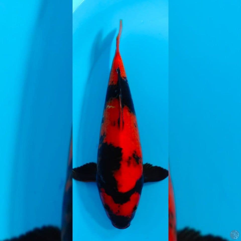 HI UTSURI 35CM FEMALE