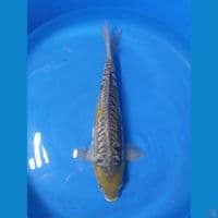 Doitsu Ochiba 39cm/male