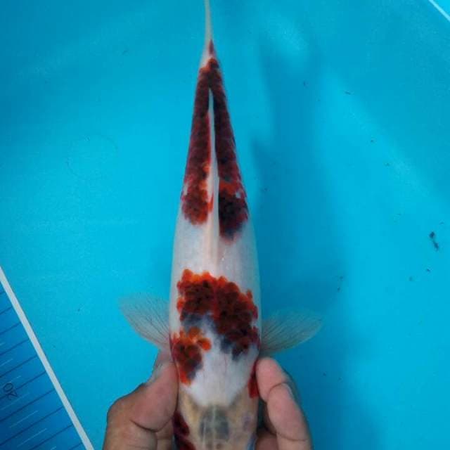 Goromo