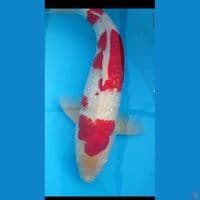 Male Ginrin 42 cm