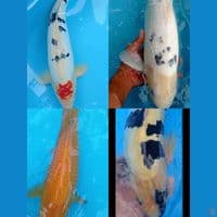 Mix 4 ekor pejantan 37,40,45,50 cm