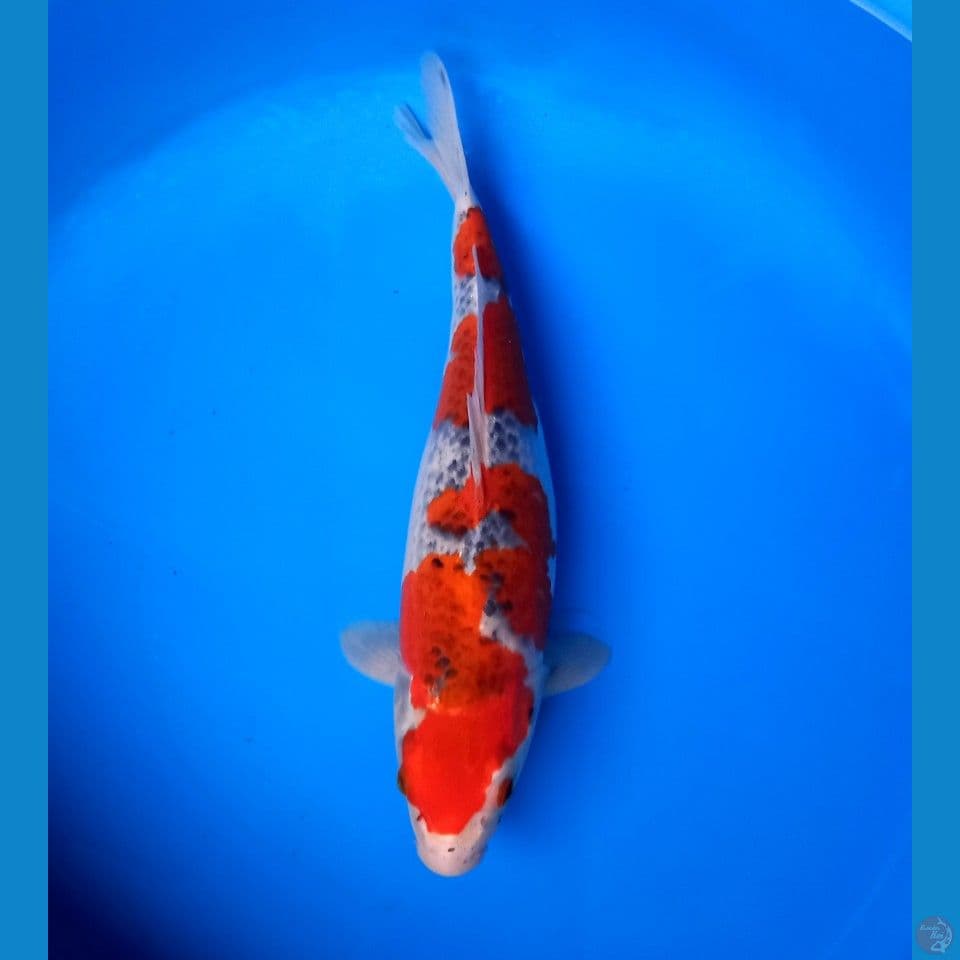 GOSHIKI 35CM