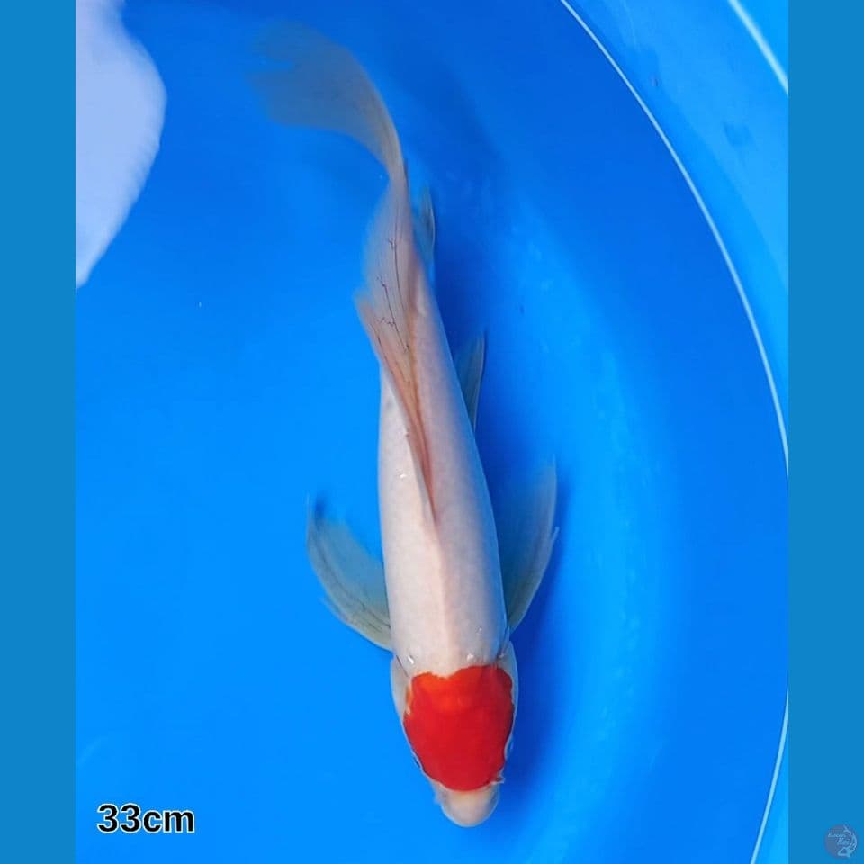 KUMPAI TANCHO 33CM