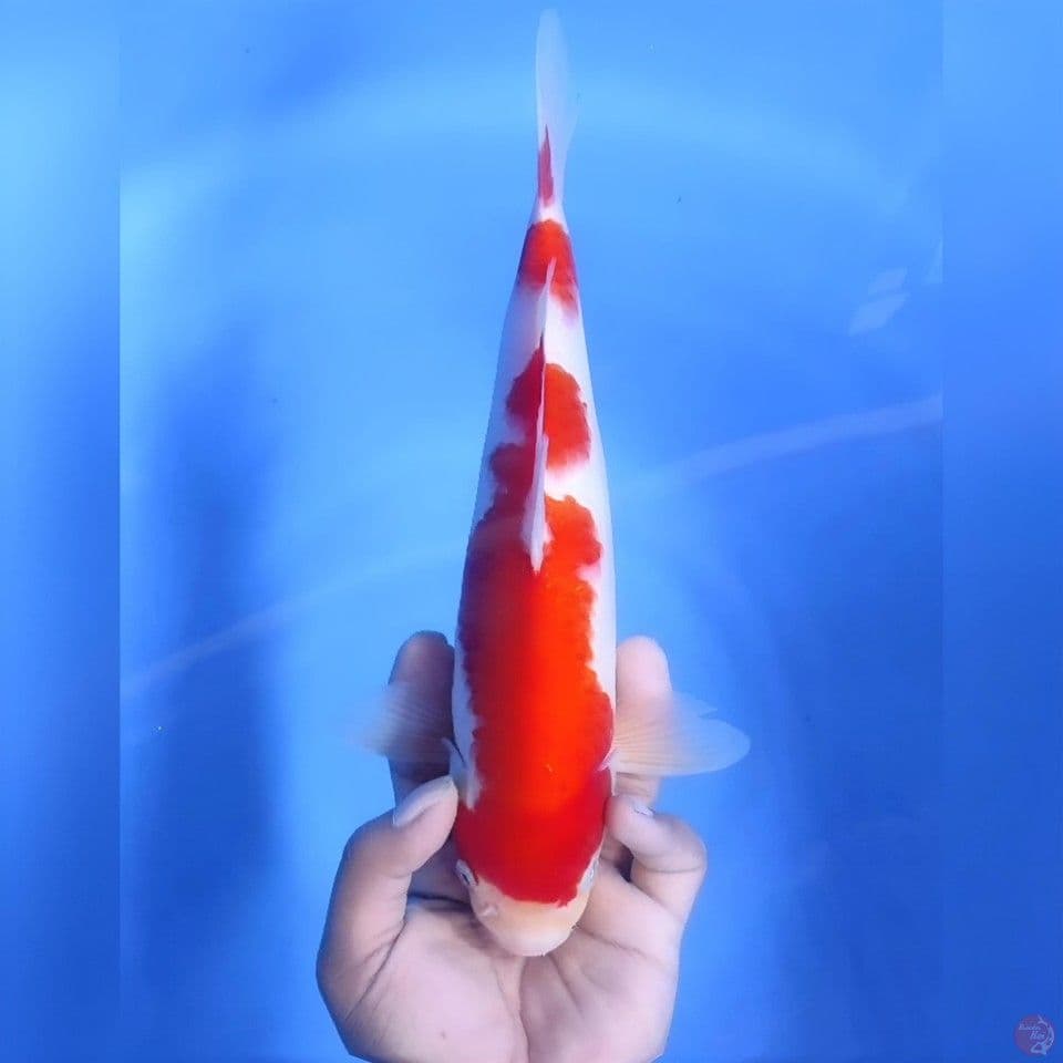 Kohaku # 32cm - Male