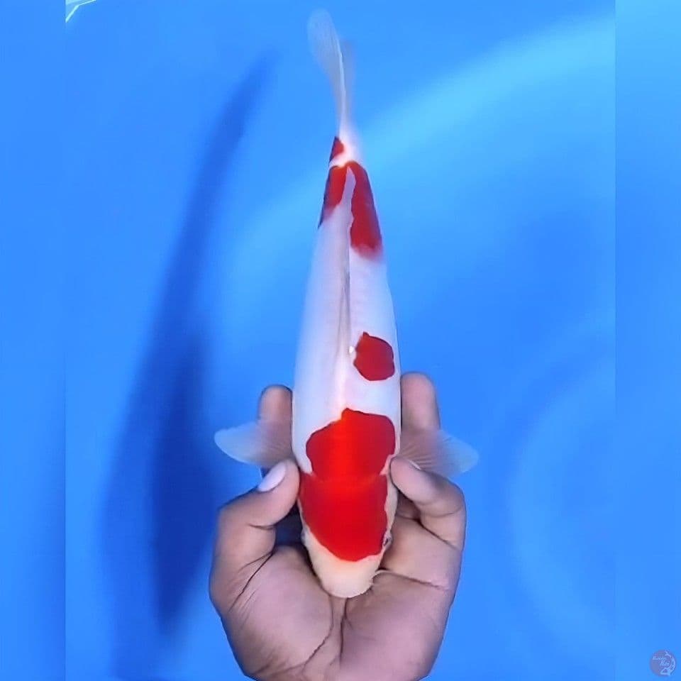 Kohaku doitsu sakura # 28cm - Male