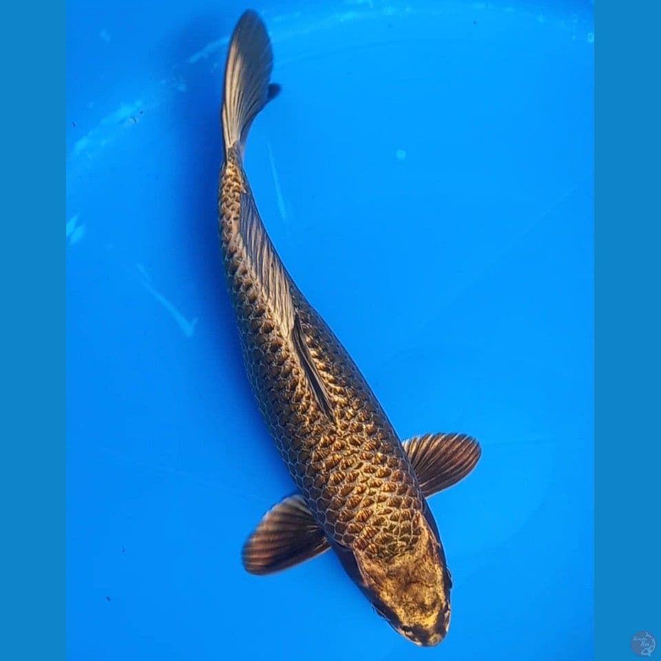 MUKASHI GOLD GINRIN 31CM