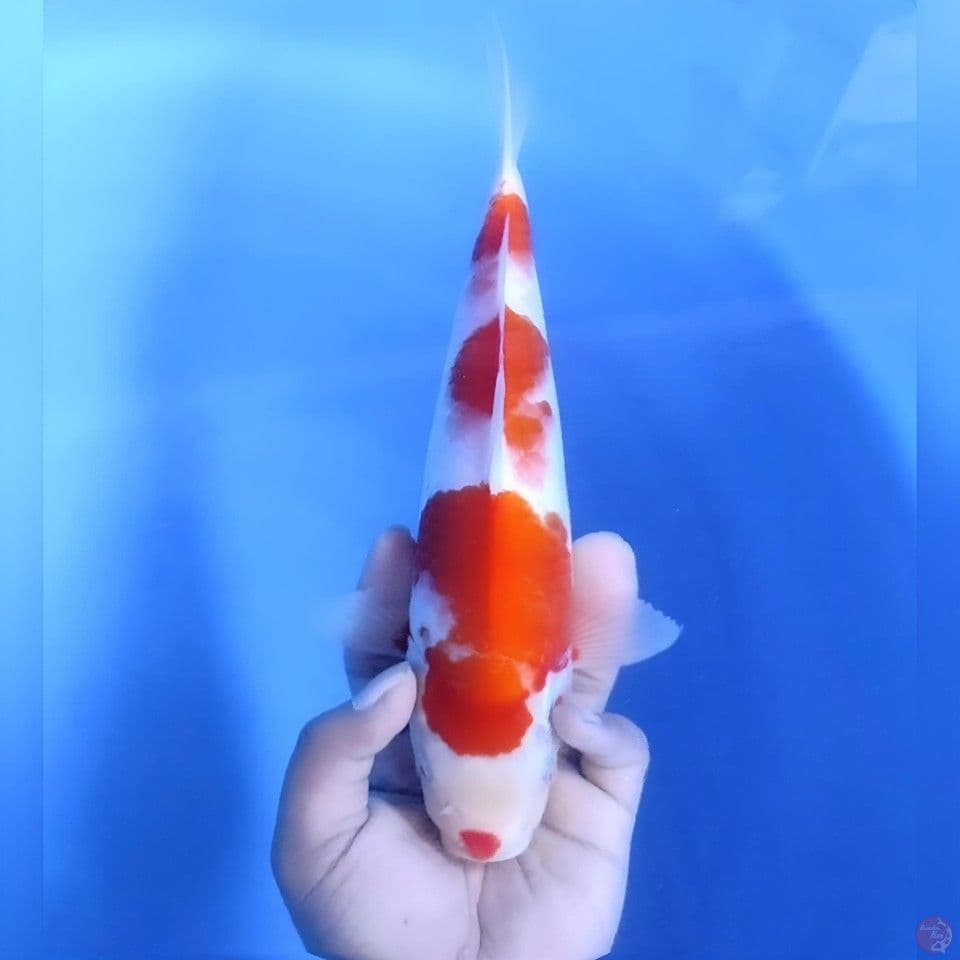 Kohaku # 30cm - female