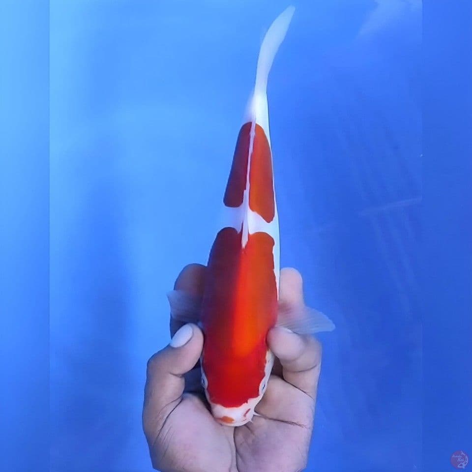 Doitsu kohaku # 26cm -