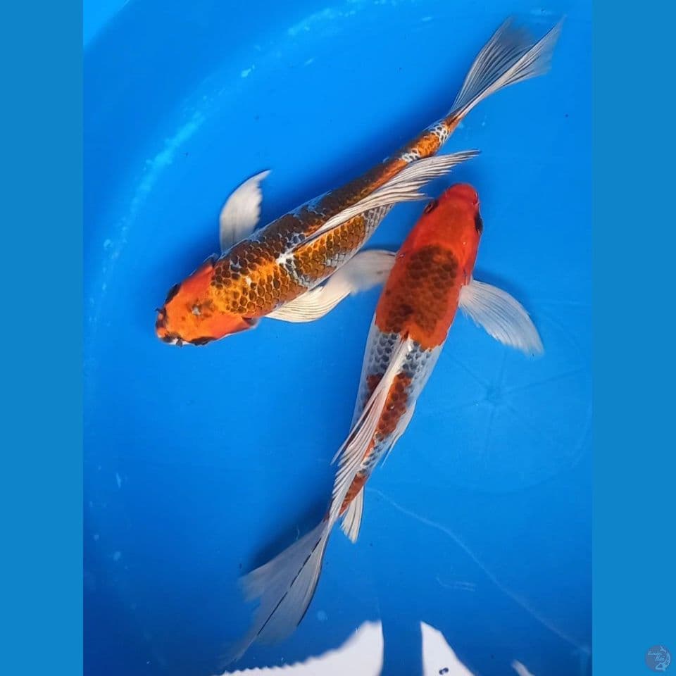 KUMPAI KUJAKU & GOSHIKI 28CM