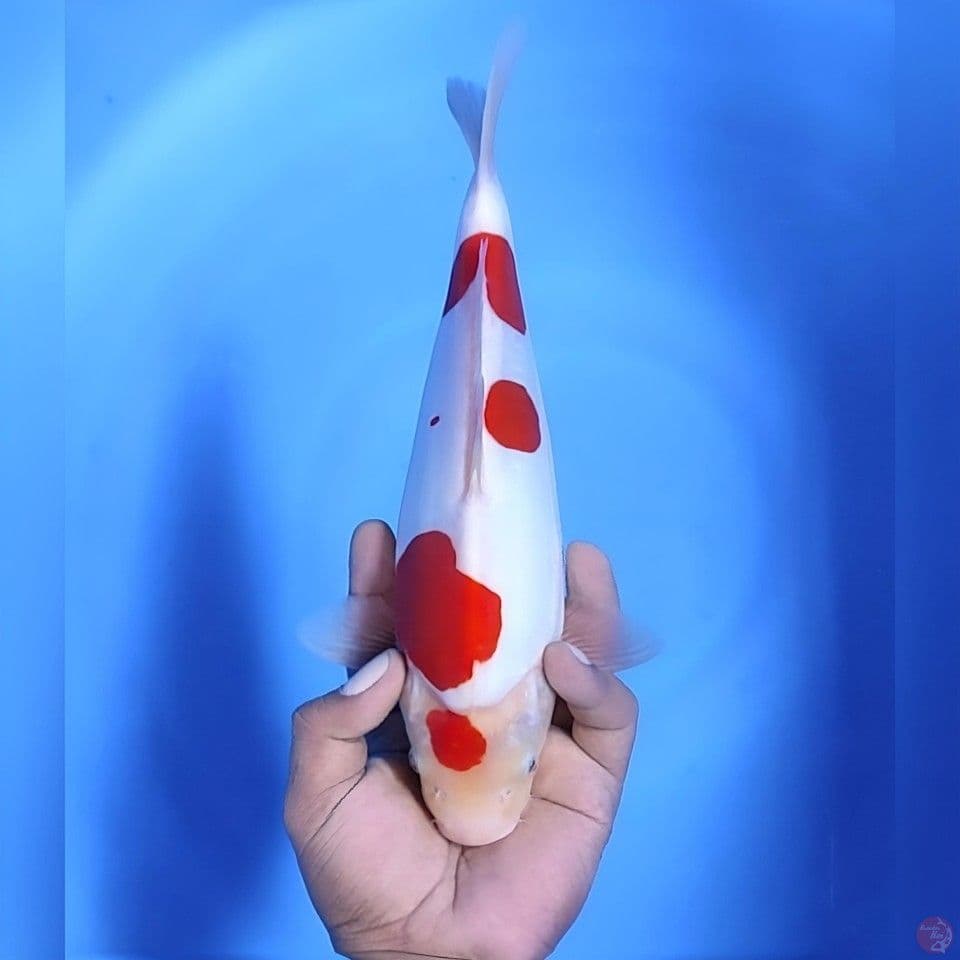Kohaku doitsu sakura # 29cm - female