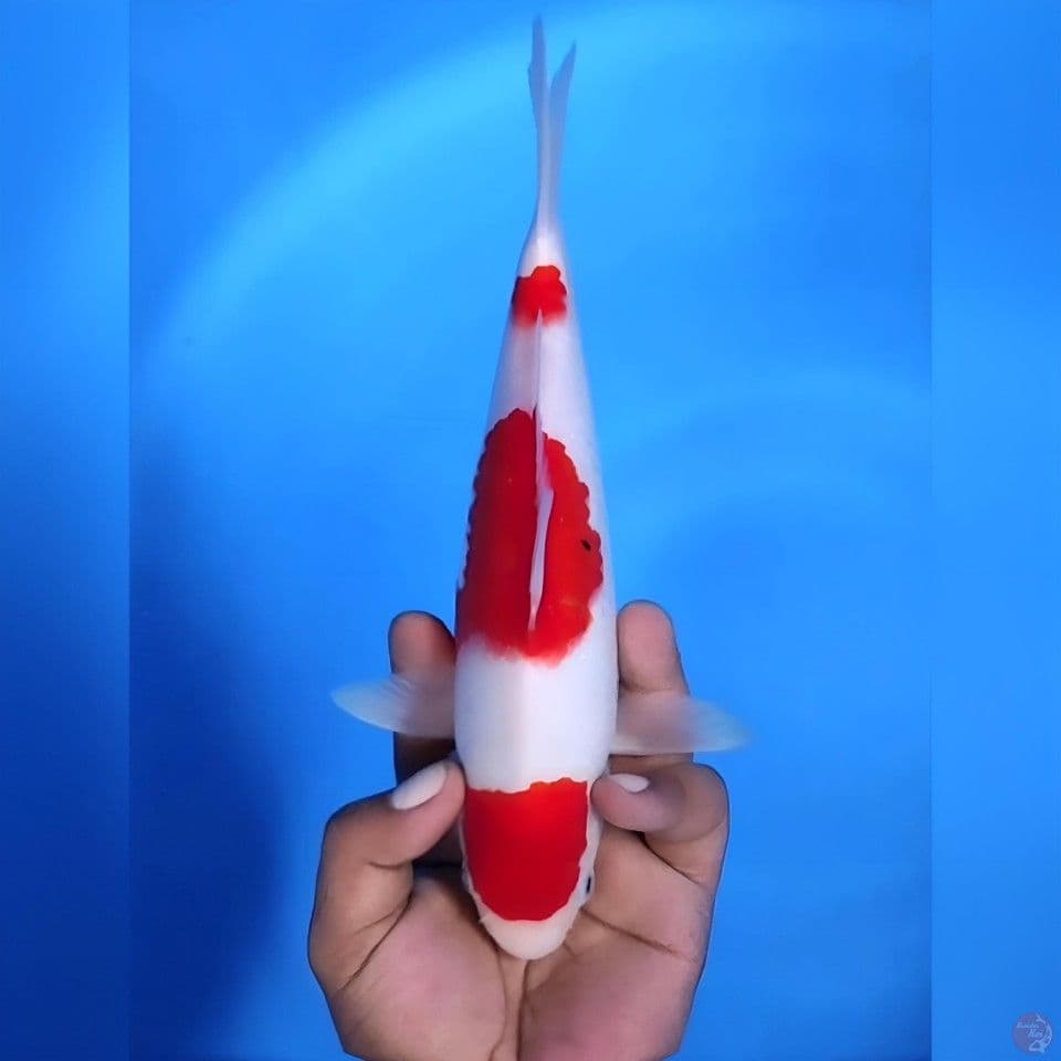 Kohaku # 27cm - female