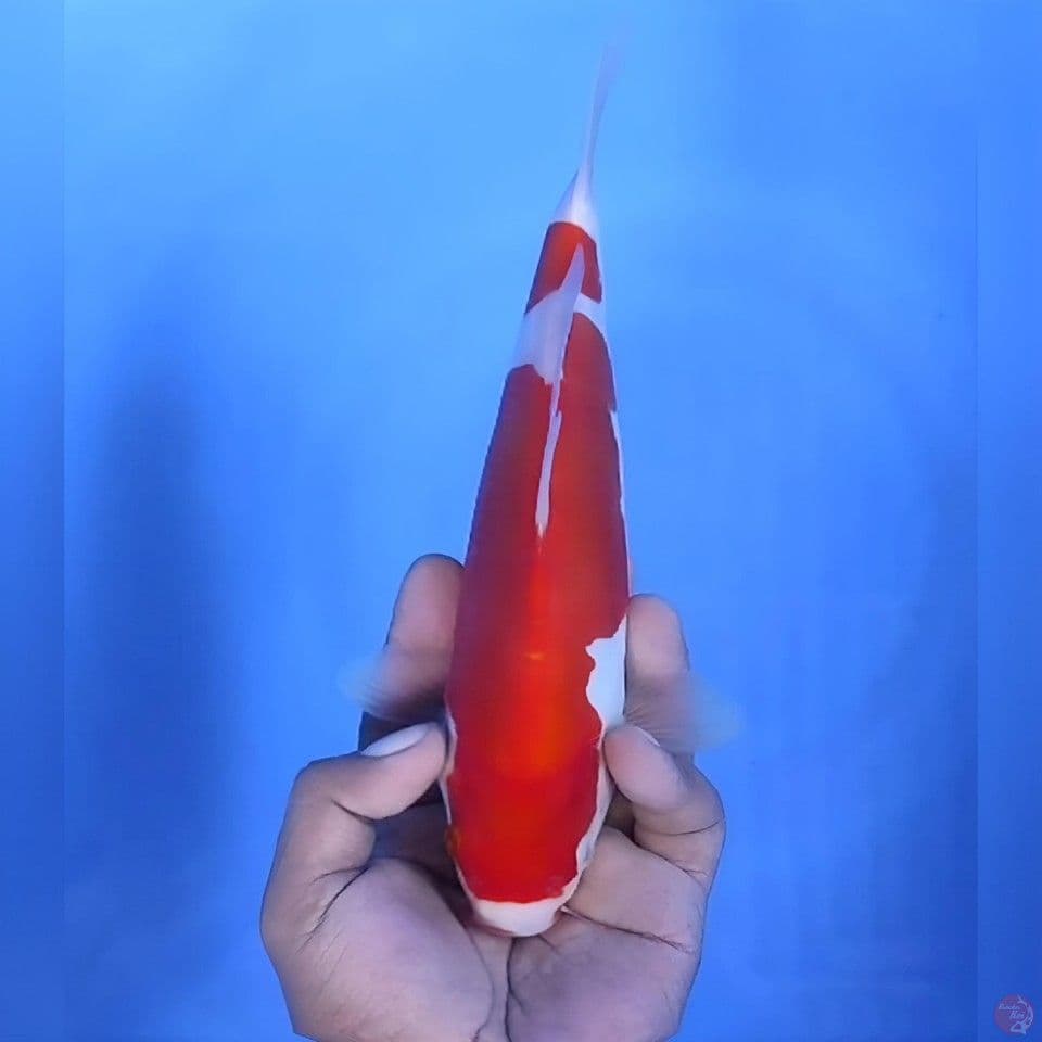 Kohaku doitsu # 25cm - male