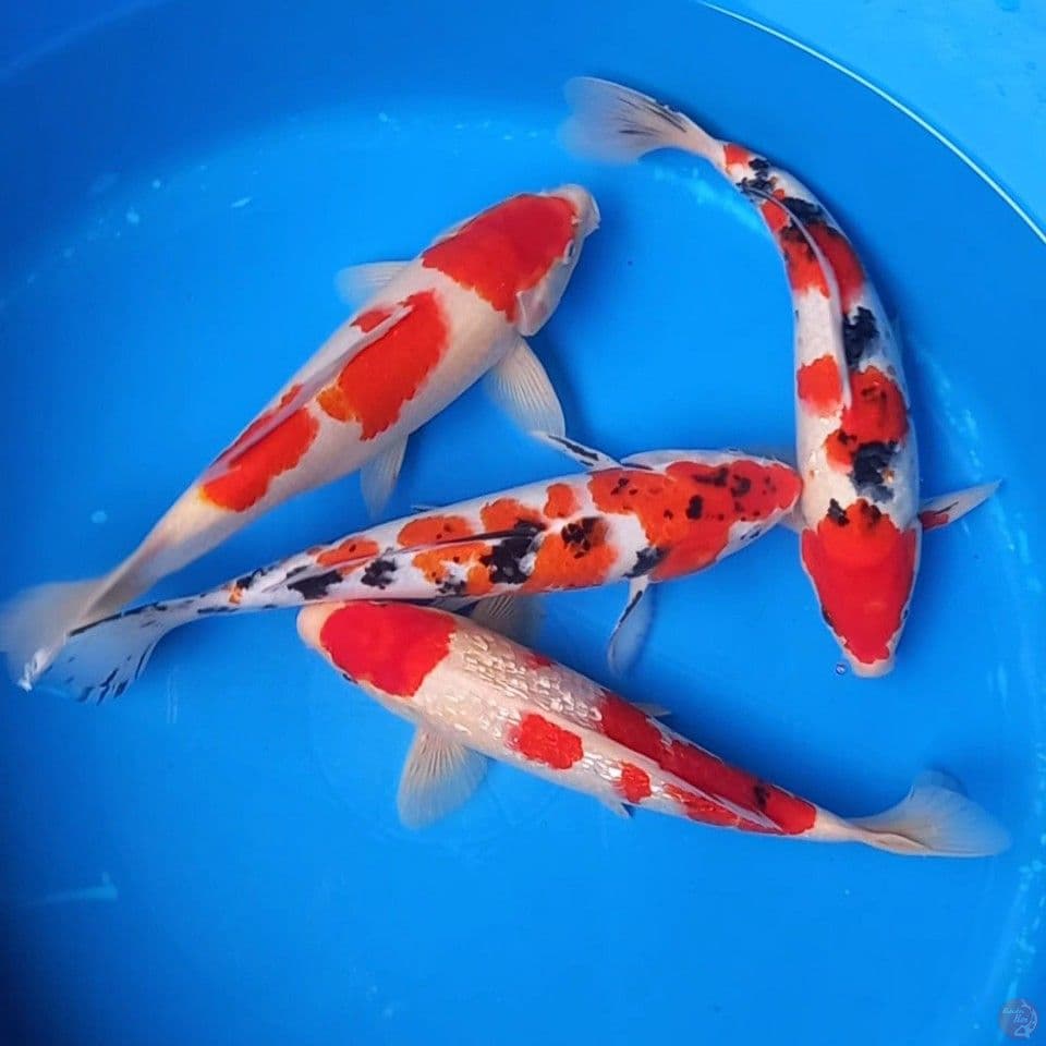 MIX 4 EKOR 28-29CM
