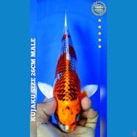 KUJAKU 26CM MALE