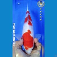 KOHAKU 28CM MALE