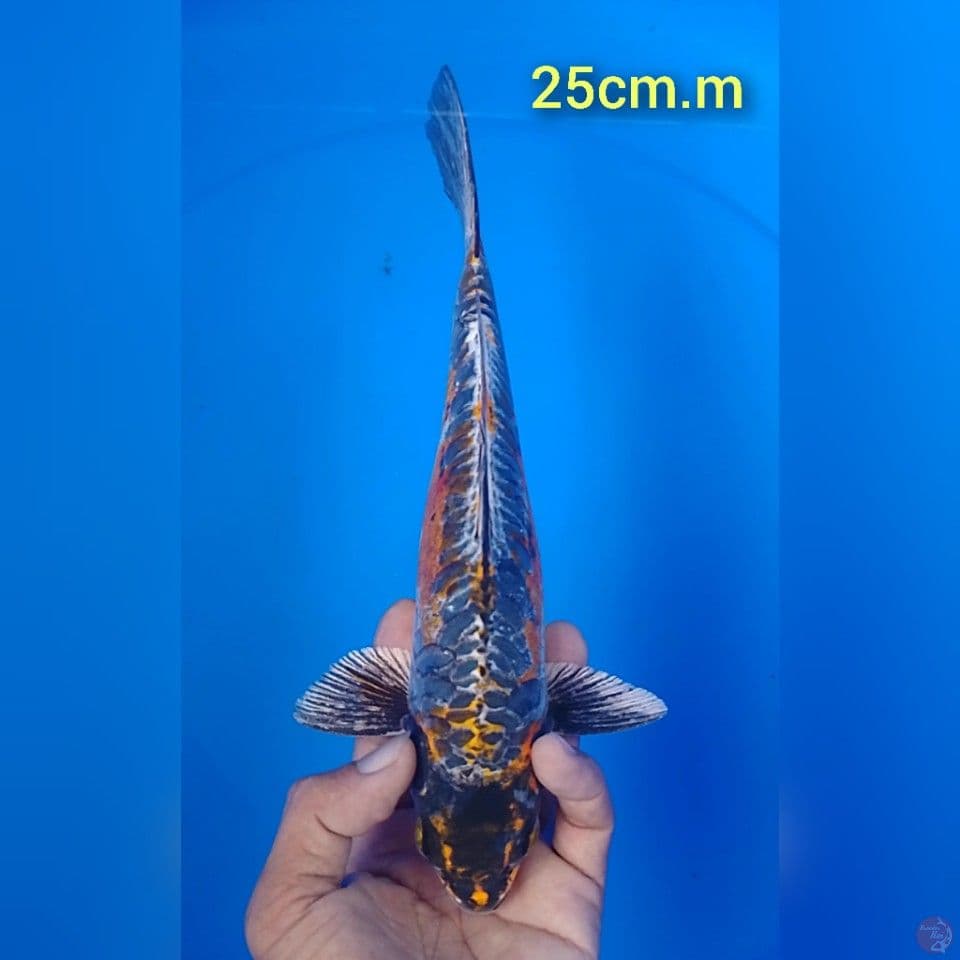 gongga doitshu: 25cm.m