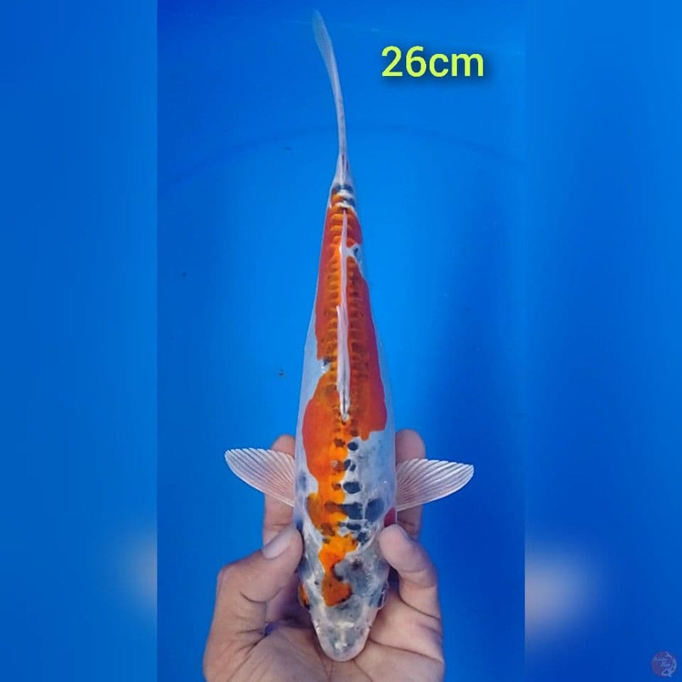 kujaku doit : 26cm.u
