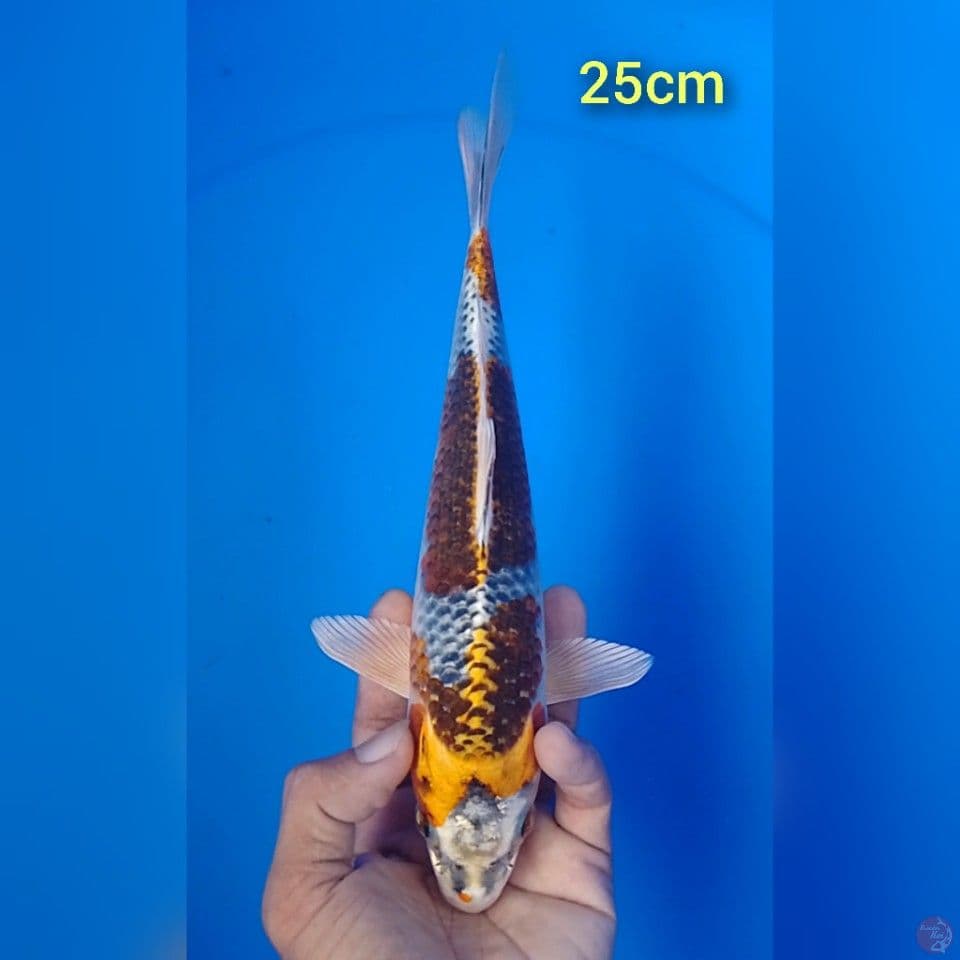 kujaku : 25cm.u