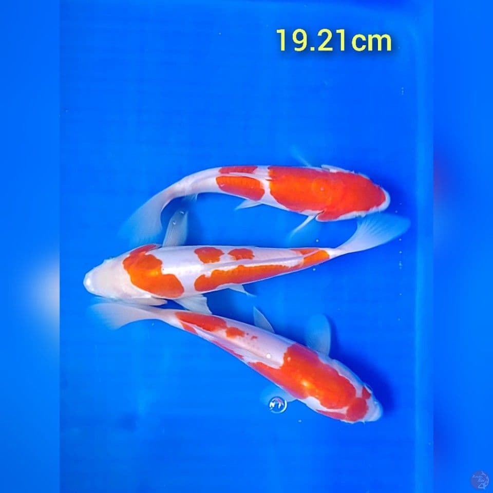 doitshu: 19 21cm
