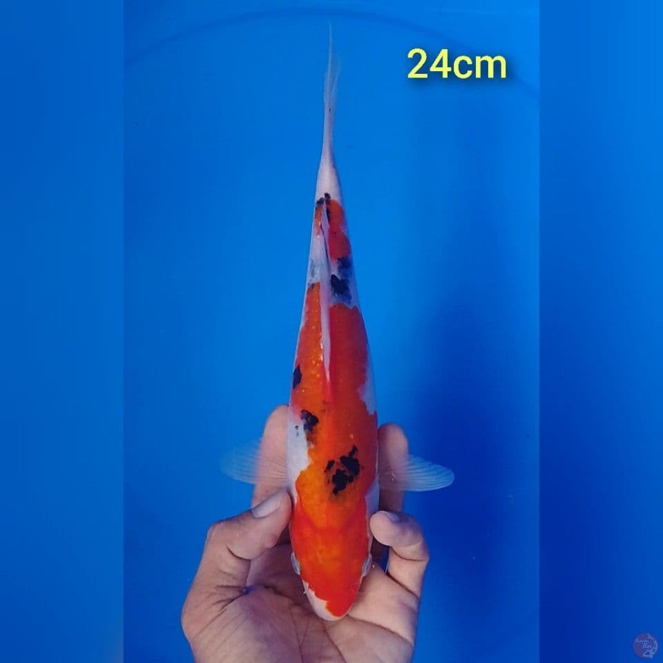 sanke : 24cm