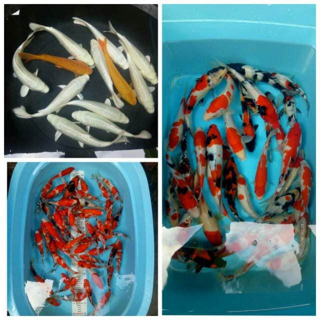 Mix Koi