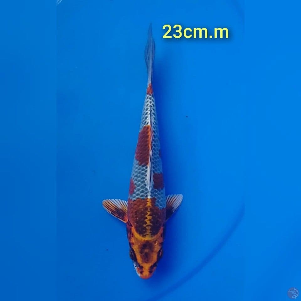 kujaku : 23 cm.m