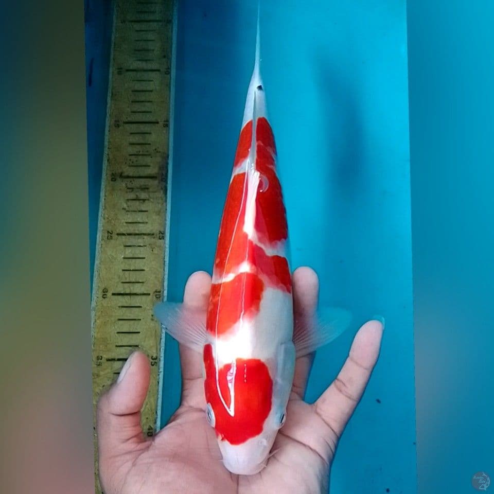KOHAKU 31CM