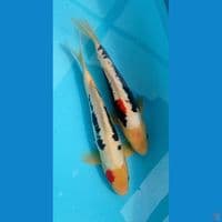 2 ekor beni kumon jantan, perut terlihat kurang simetris