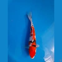 Sanke 26cm