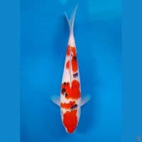 Sanke bahan SQ 26cm