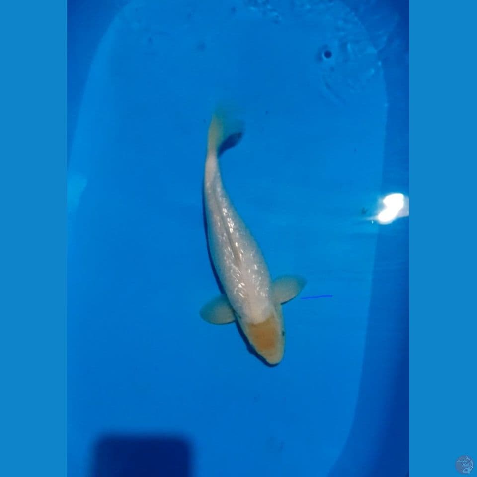 Shiromuji Ginrin 28cm