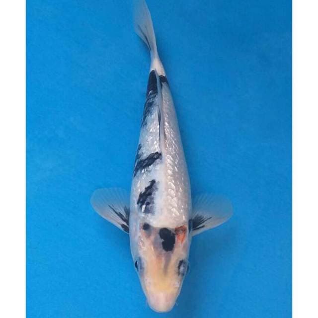 Shiro Ginrin Import non serti