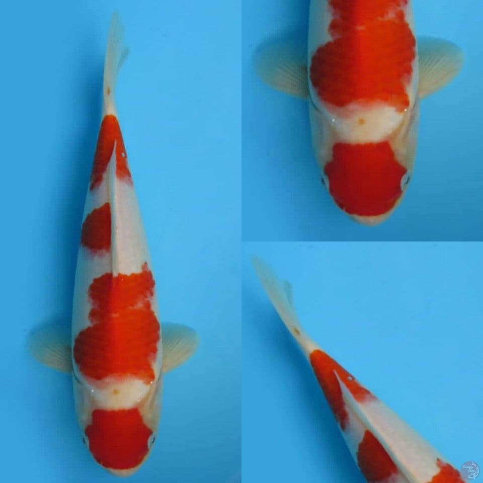 30cm, Maruten kohaku 
